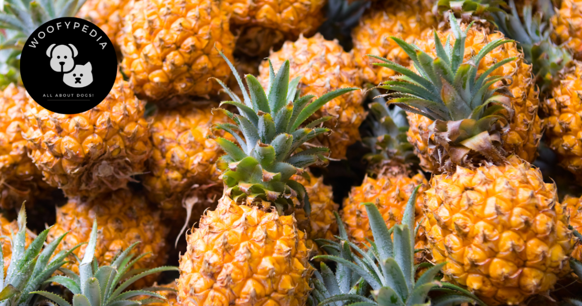 A close-up of a pile of fresh, ripe pineapples with vibrant green leaves and golden-yellow skin. The "Woofypedia" logo is displayed in the top left corner, connecting the image to dog-related content about fruits and pet safety.