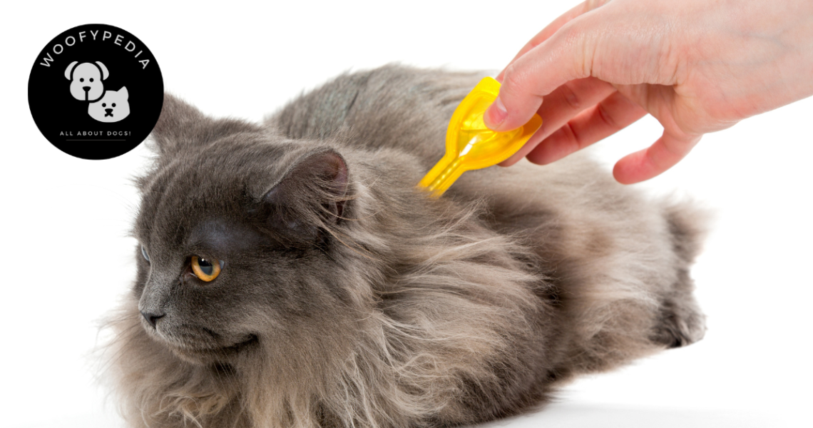 A fluffy grey cat receiving a topical flea treatment applied to the back of its neck by a person's hand holding a yellow applicator.