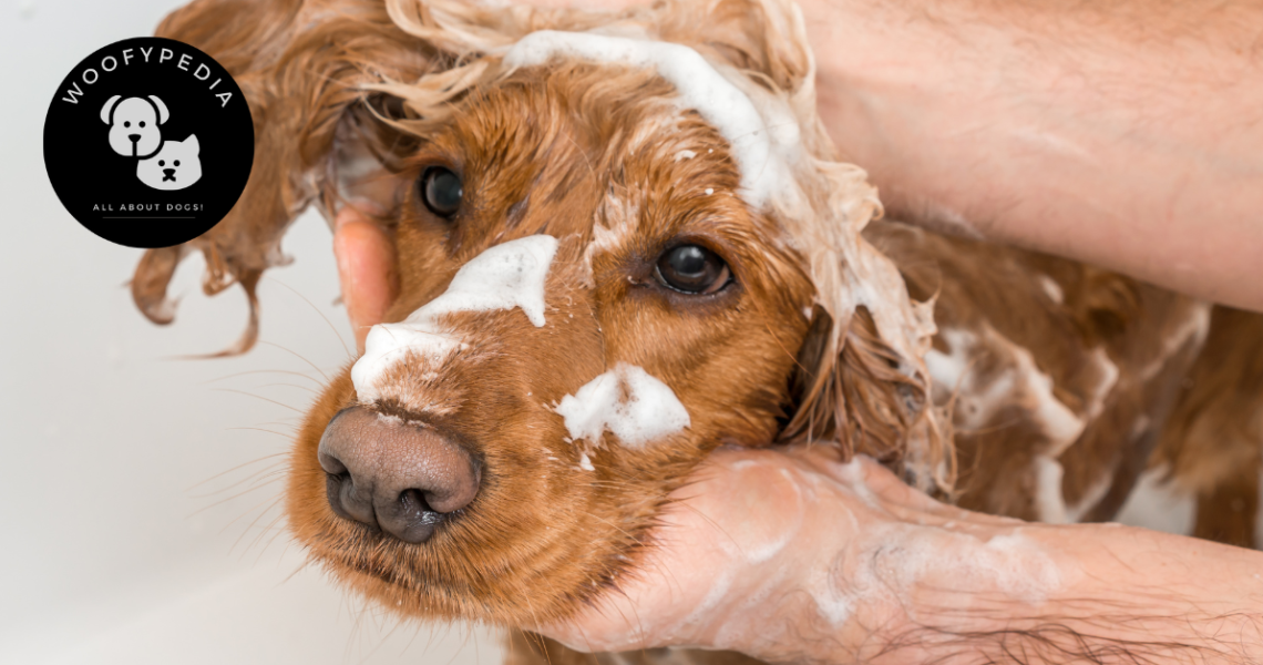 A golden retriever being bathed with a flea shampoo, lather covering its head as caring hands gently wash its coat.