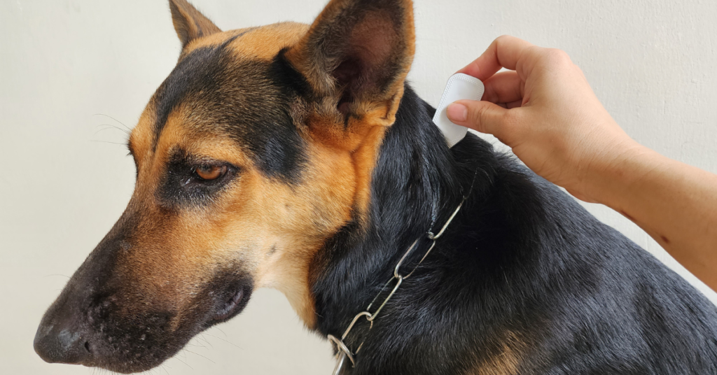 A German Shepherd receiving a topical flea treatment applied to the back of its neck by a person’s hand.