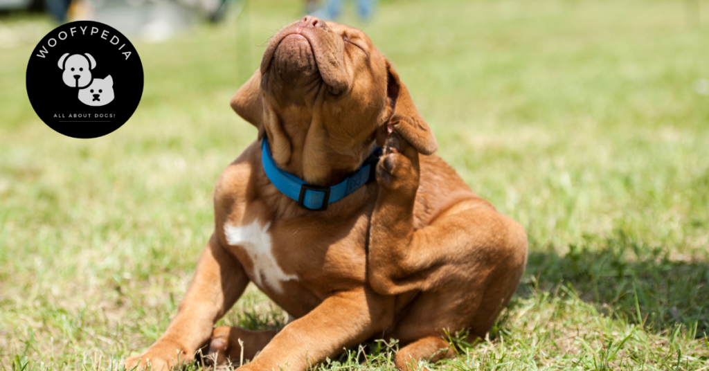 A brown dog wearing a blue collar scratching its ear while sitting on grass, with the Woofypedia logo displayed in the corner.