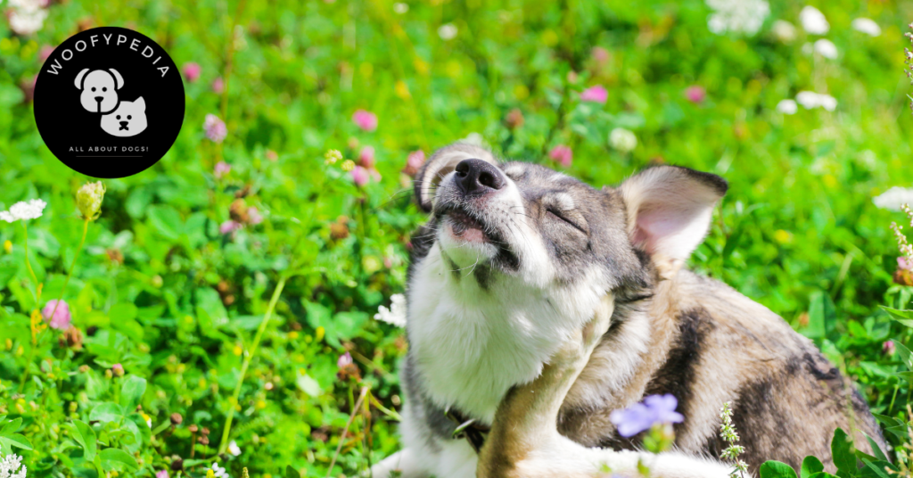 A dog scratching its neck while sitting in a field of vibrant green grass and wildflowers, enjoying the outdoors.