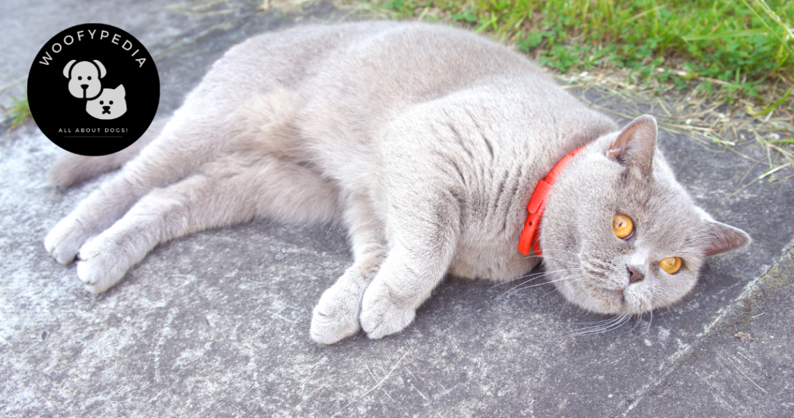 A grey cat with bright orange eyes lying on a concrete surface wearing a red flea collar. The logo of "Woofypedia - All About Dogs!" is placed in the top left corner of the image.