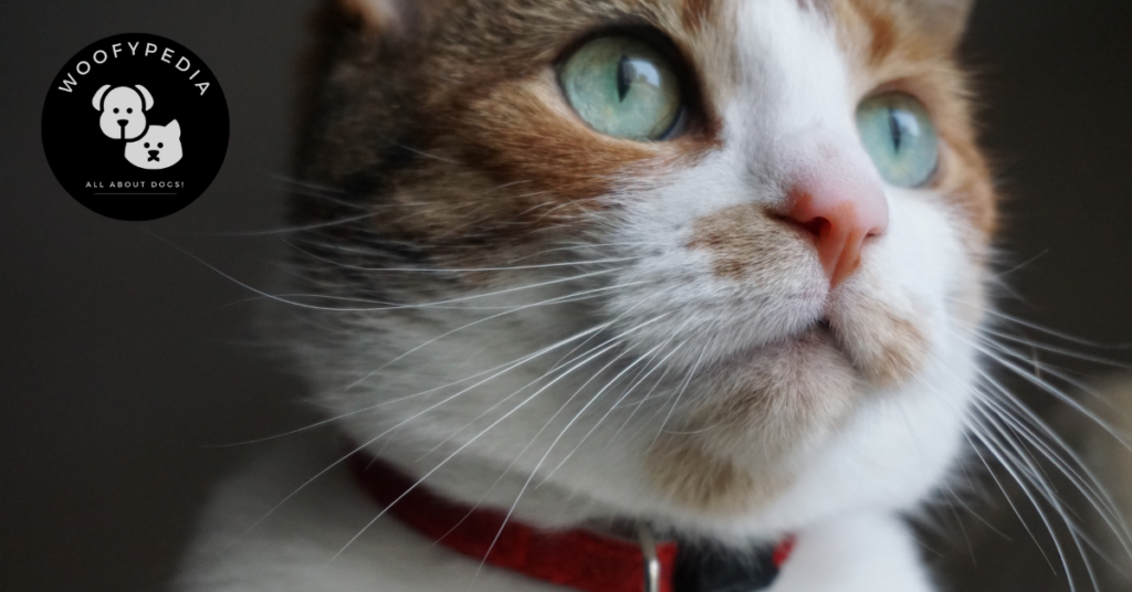 "Close-up of a cat with green eyes wearing a red flea collar, with the Woofypedia logo in the top-left corner."