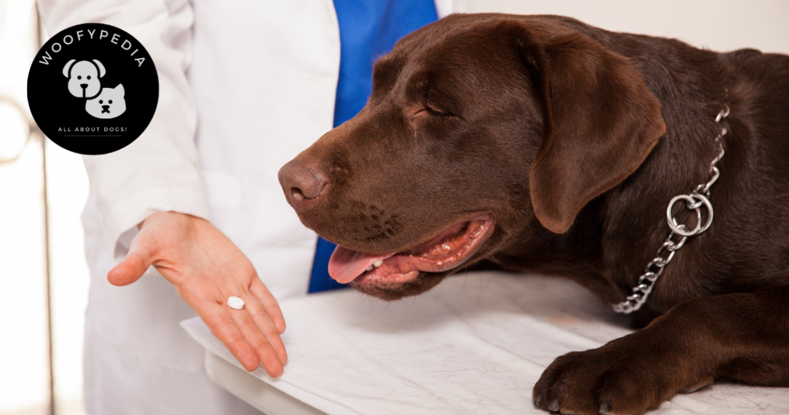 "Chocolate Labrador at a veterinary clinic being offered a flea medication pill, highlighting oral flea treatment options for dogs."