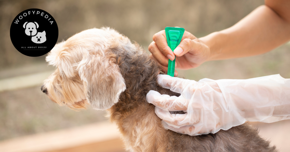 "Applying a spot-on flea treatment to a small dog’s neck, showing the proper method of parasite prevention."