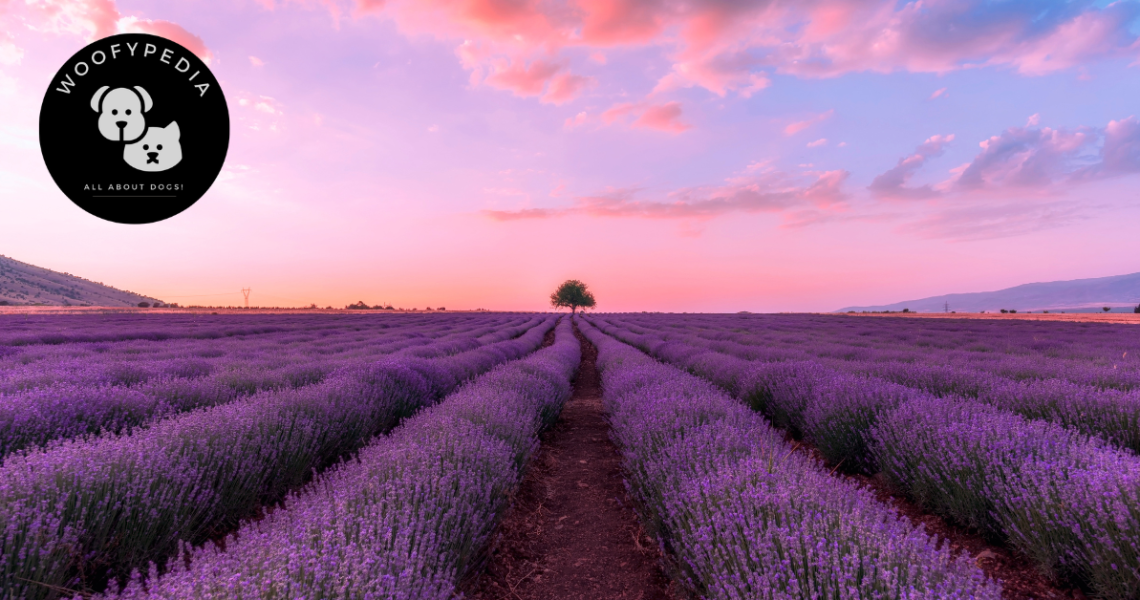 A picturesque lavender field at sunset with rows of blooming lavender stretching towards a solitary tree in the distance, under a pink and orange sky. The Woofypedia logo with a dog and cat graphic is displayed in the top left corner.