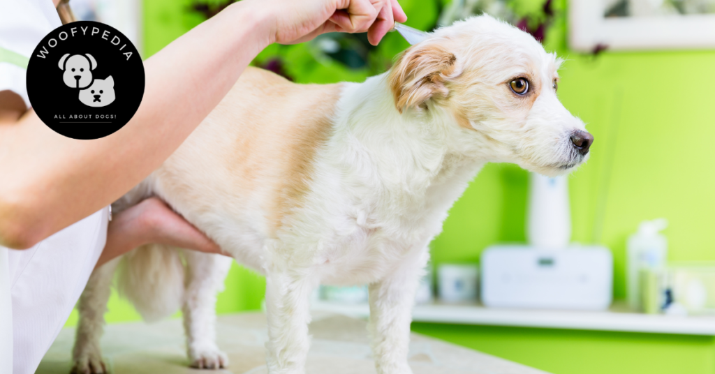 A small dog being combed by a veterinarian or pet owner with a flea comb, against a bright green background in a pet care setting. The Woofypedia logo featuring a dog and cat graphic is in the top left corner.