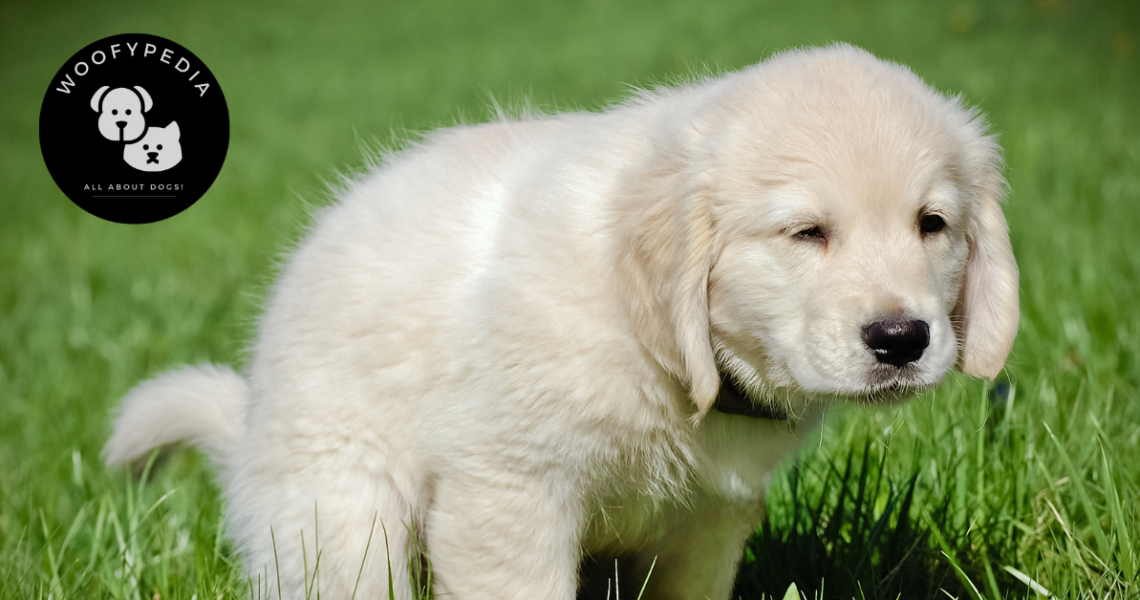 A golden retriever puppy squatting on green grass, possibly in the process of potty training.