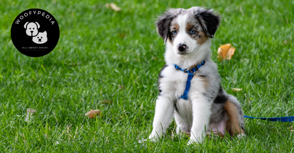 A young Australian Shepherd puppy with a blue harness sitting attentively on green grass.