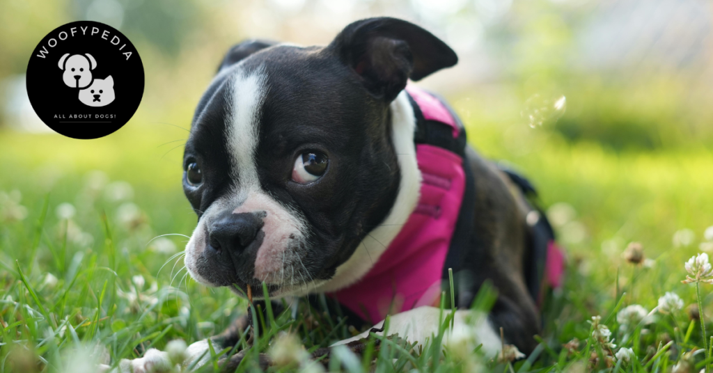 A Boston Terrier puppy wearing a pink harness lying on grass, chewing on a twig.