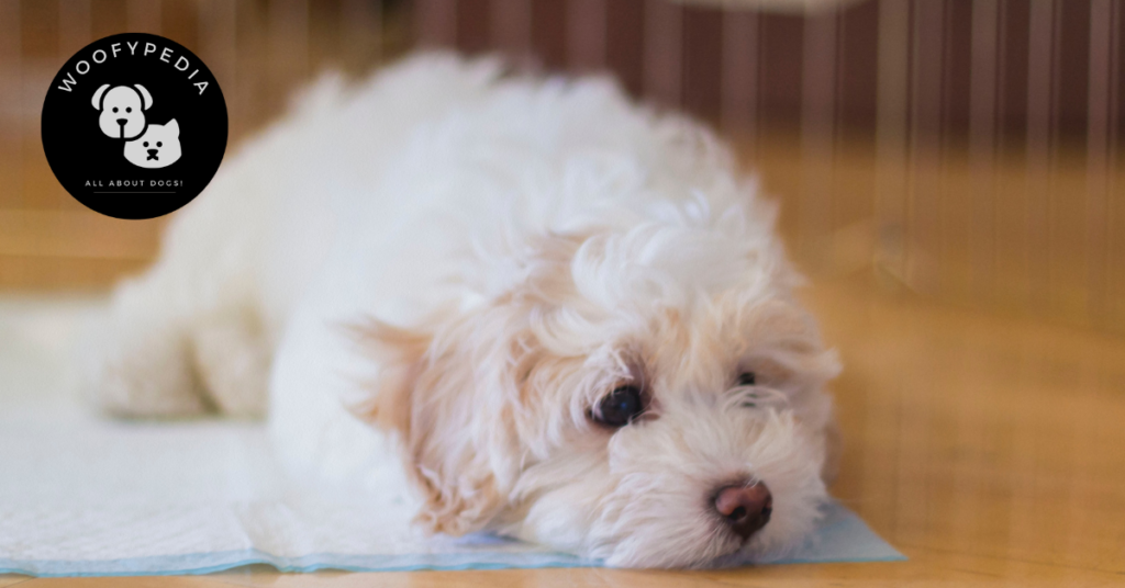 A small white fluffy puppy lying on a training pad indoors, looking thoughtful.